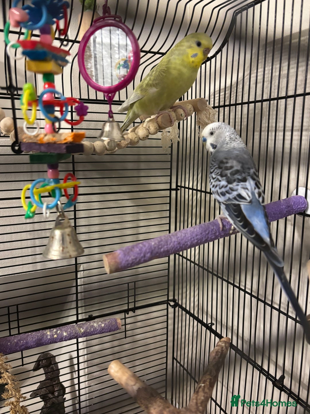 Budgerigars birds for sale: 2 budgies  - Image 2