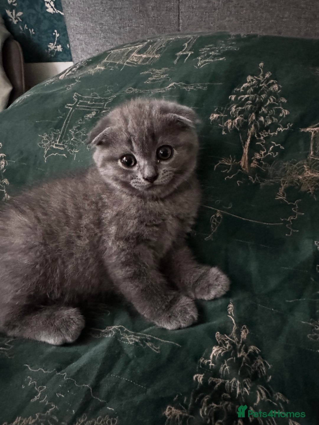 British Shorthair cats for sale: BeautifulScottish folds Ready now! Quality kittens - Image 31