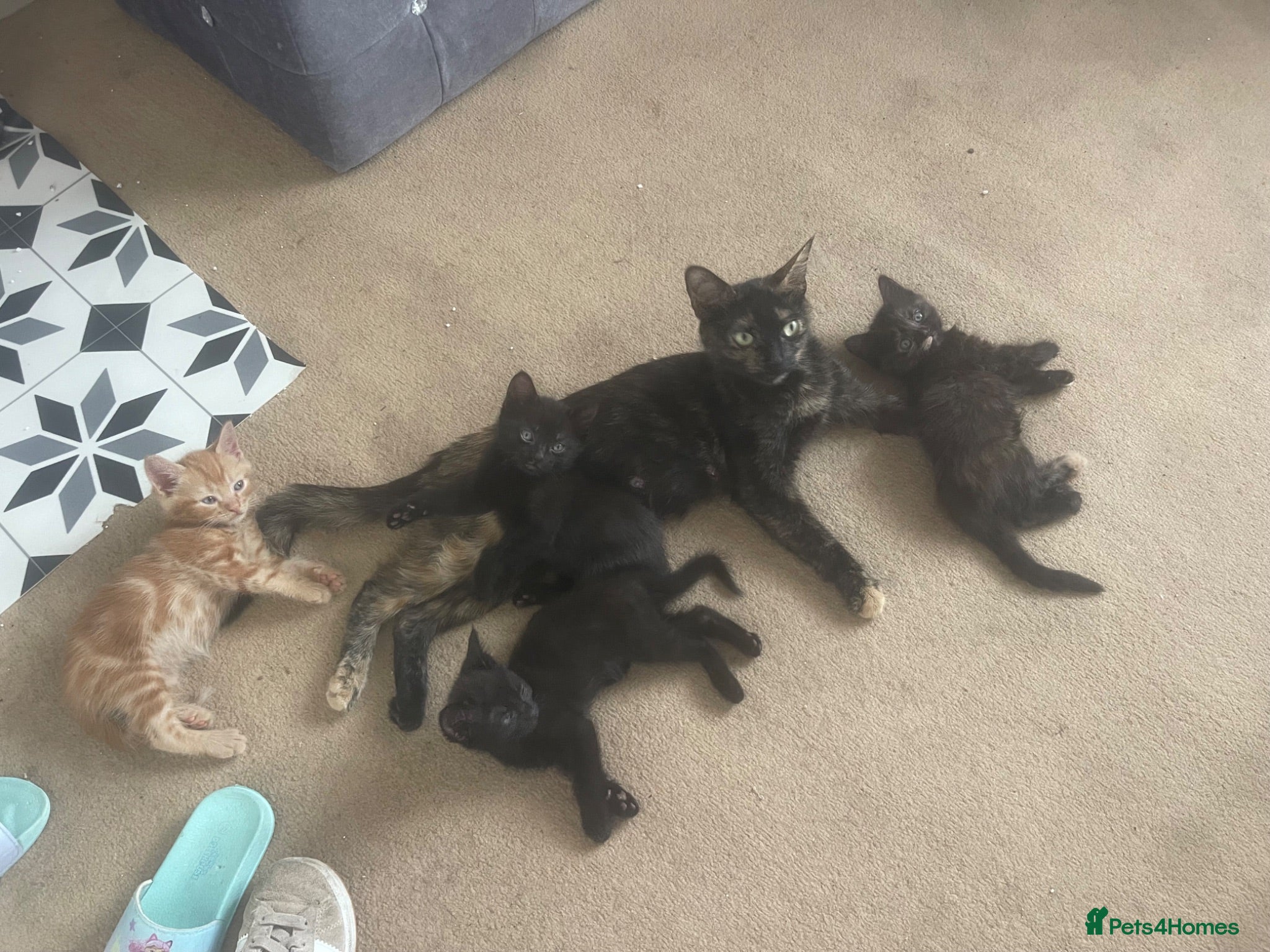 Mixed Breed cats 3 kittens available  - Advert 1