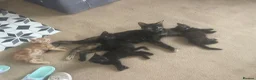Mixed Breed cats for sale: 3 kittens available  - Advert 1