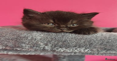 British Shorthair cats - Advert 11