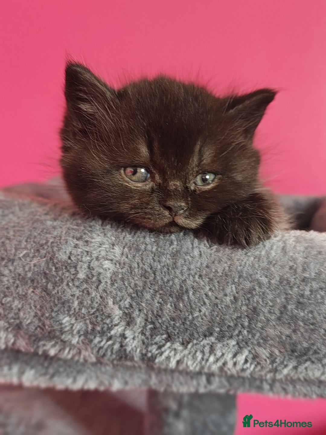 British Shorthair cats for sale: Stunning Teddy bear BSH kittens  GCCF  - Image 3