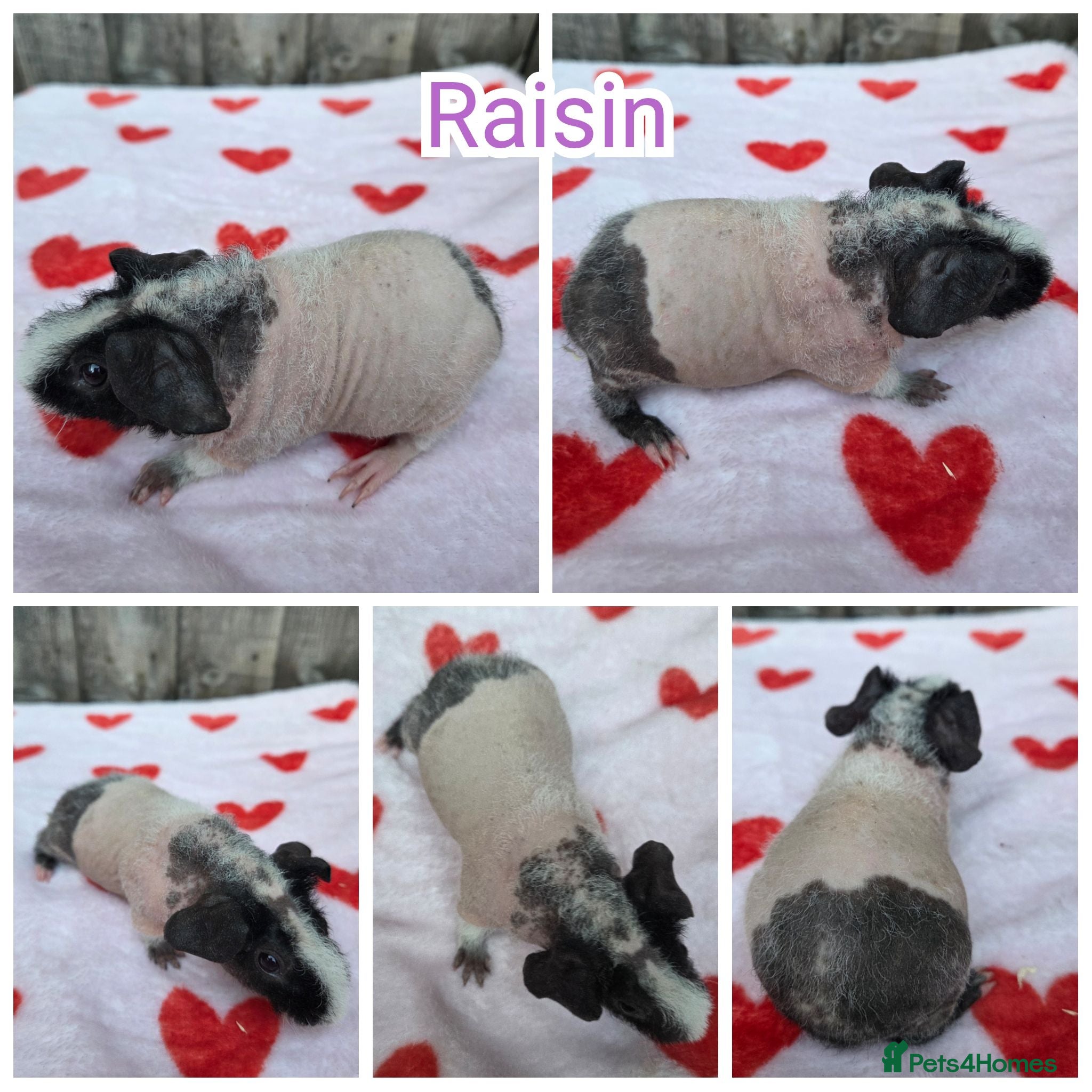 Guinea Pig rodents Baby Skinny & Teddy Guinea Pigs Ready To Leave! - Advert 19