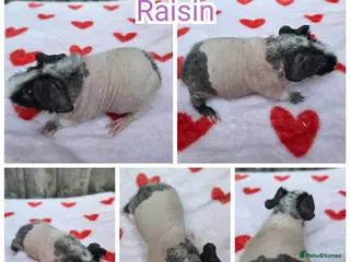 Guinea Pig rodents Baby Girl Skinny Guinea Pig! - Advert 18