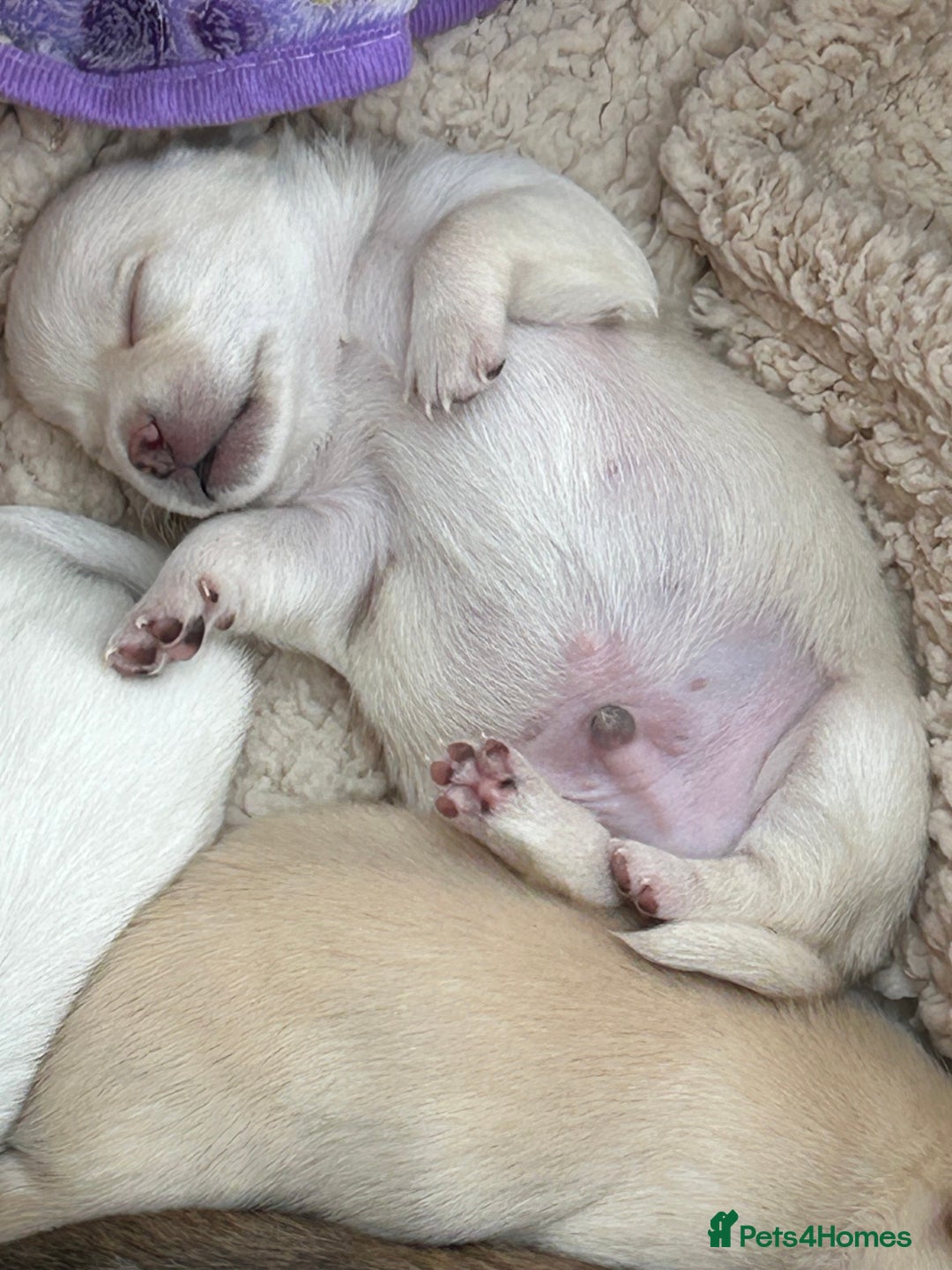 Chihuahua dogs for sale: Chilhuahua puppies  - Image 5