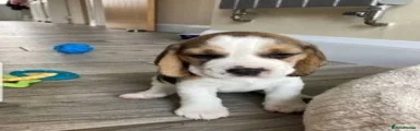 Beagle 1