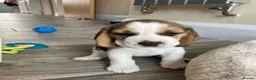 Beagle dogs for sale: Top quality Tri-color Beagles puppies For Sale in Sunderland - Advert 3