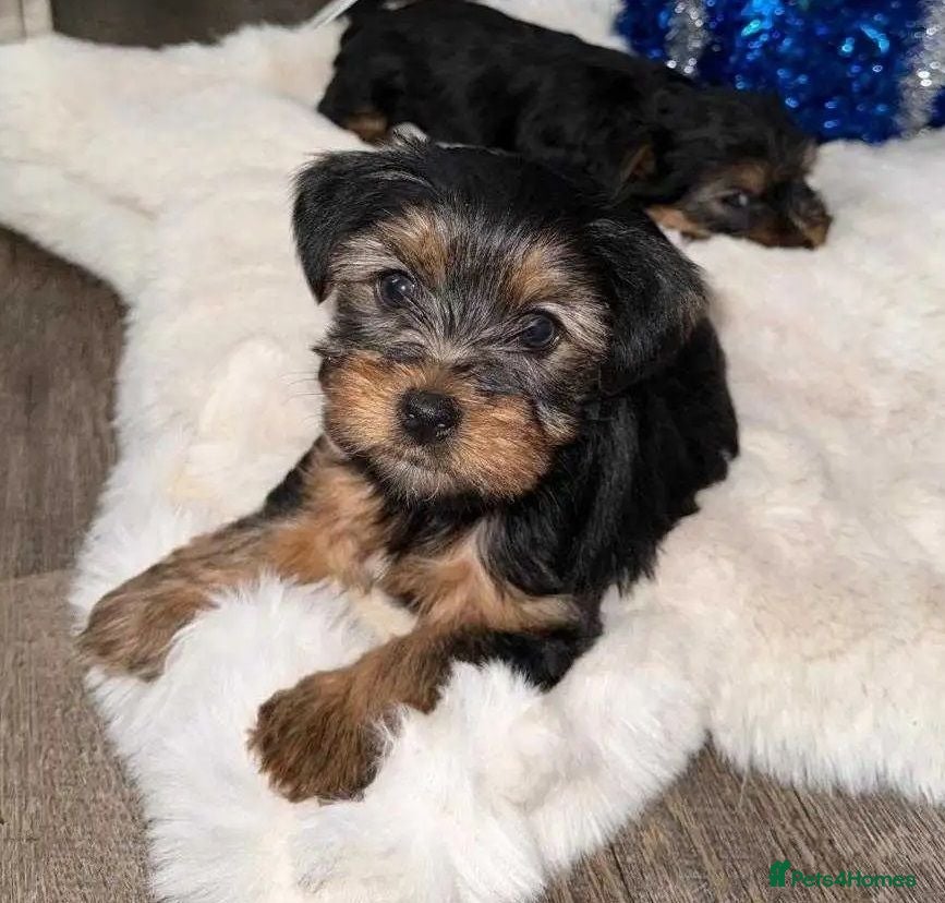 Yorkshire Terrier dogs Yorkshire Terrier puppies available for sale - Advert 14