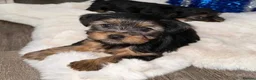 Yorkshire Terrier dogs for sale: Yorkshire Terrier puppies available for sale in Rayleigh - Advert 1