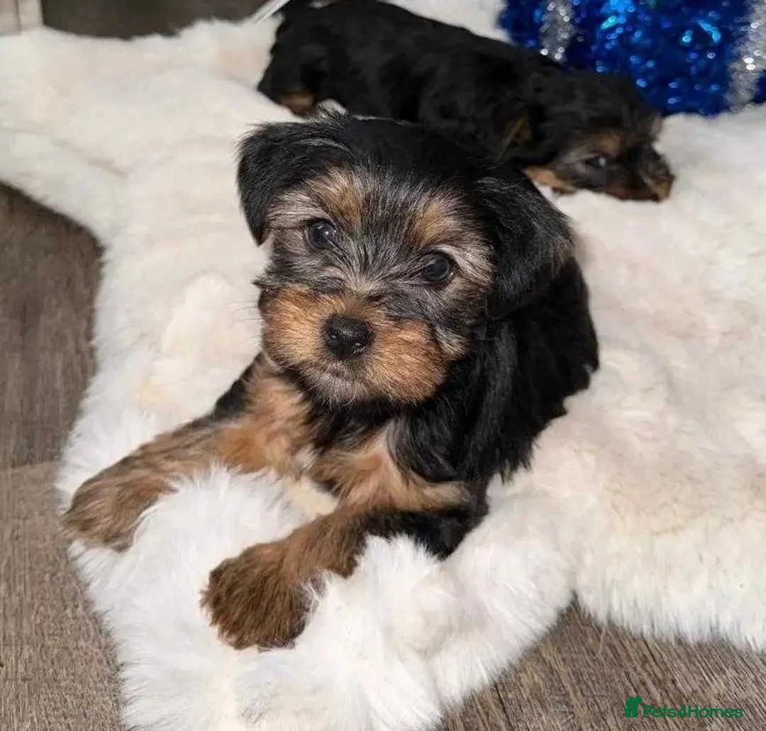 Yorkshire Terrier dogs for sale: Yorkshire Terrier puppies available for sale in Rayleigh - Advert 1