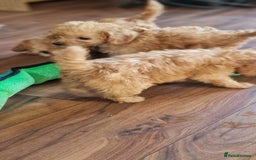 Cockapoo dogs for sale: Cockapoo - Image 9