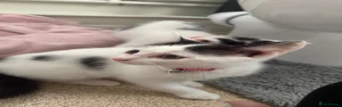 Kitty