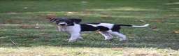 Mixed Breed dogs for sale: Beddy whippet second generation in Poulton-le-Fylde - Advert 2