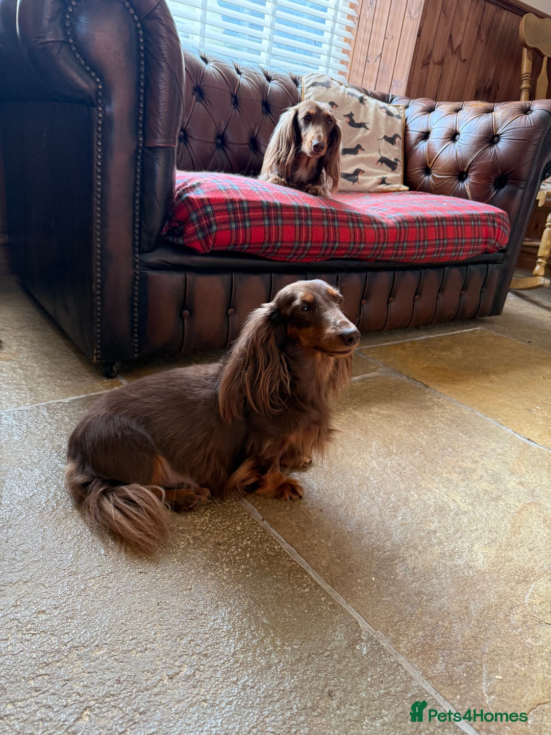 Dachshund dogs for sale: KC Long Haired Miniature Dachshund Puppies - Image 9