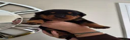 Rottweiler dogs for sale: WORLD CHAMPION CHUNKY ROTTWEILERS  - Advert 32