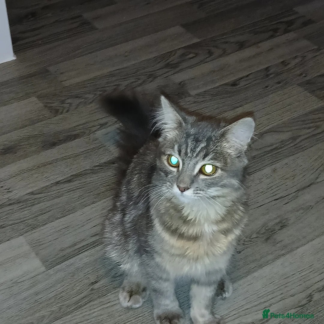 Siamese cats for sale: 6 month old kitten foe sale  - Advert 5