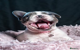 French Bulldog dogs for sale: 2 🟪 French bulldog mums carries fluffy‼️Ready now - Advert 26