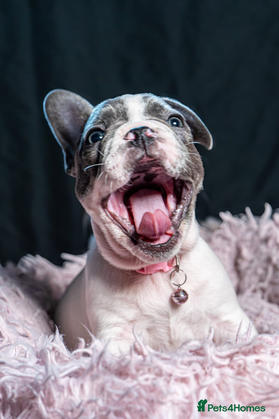 French Bulldog dogs for sale: 2 🟪 French bulldog mums carries fluffy‼️Ready now - Advert 26