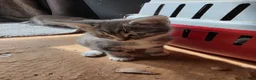 Mixed Breed cats for sale: Adorable Mixed Colour Kittens,Tabby, White, calico in Guildford - Advert 4