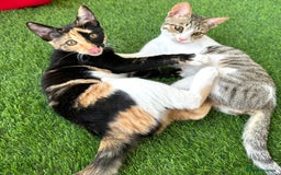 Arabian Mau cats for adoption: Pair of Indoor-Only Kittens for Adoption Together - Image 2