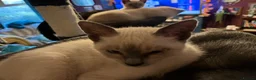 Oriental cats for sale: 9 STUNNING KITTENS - PLEASE READ DESCRIPTION!! - Advert 15