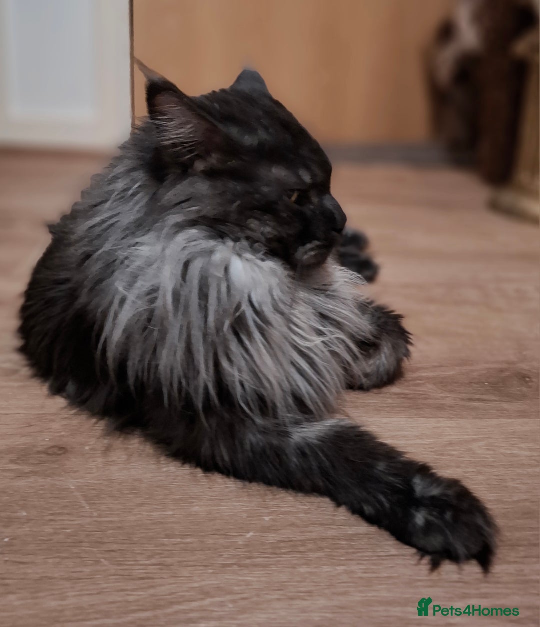 Maine Coon cats for sale: Gorgeous Maine Coon Kittens-Champion Bloodlines - Image 27