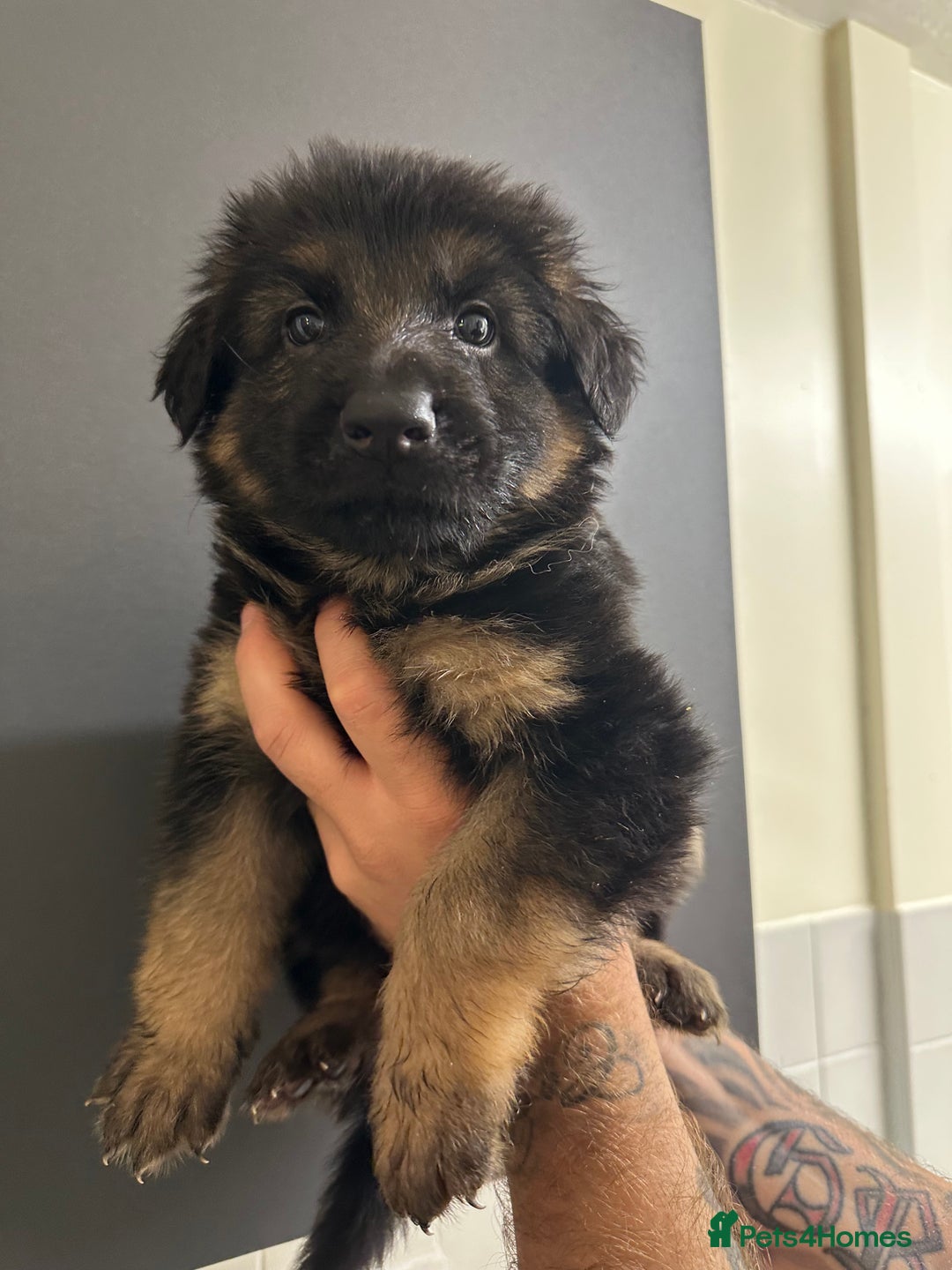 German Shepherd dogs for sale: German shepherd  - Image 24