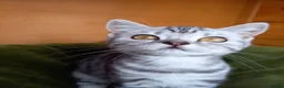 British Shorthair cats for sale: Super GCCF registered kittens  - Advert 9