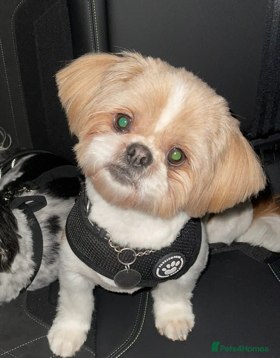 Shih Tzu dogs for sale: 🐾 Sweet Shih Tzu Looking for a Loving Home 🐾 - Image 2