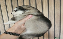 Alaskan Malamute dogs for sale: Alaskan Malamute puppies  - Advert 37