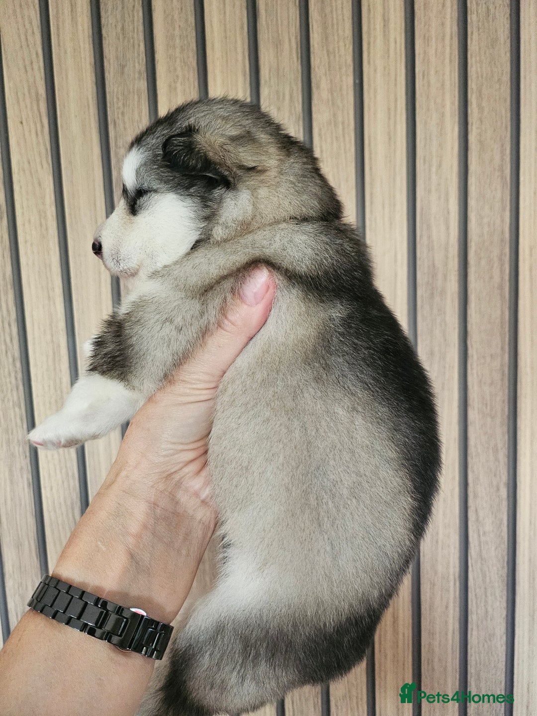 Alaskan Malamute dogs for sale: Alaskan Malamute puppies  - Advert 37