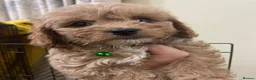 Maltipoo dogs for sale: Maltipoo  - Advert 4