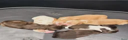Cocker Spaniel dogs for stud: Proven, kc reg, show cocker stud  - Advert 17