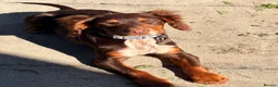 English Springer Spaniel dogs for sale: 5 month old male  - Advert 8