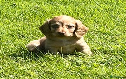 Miniature Dachshund dogs for sale: Beautiful long haired miniature dachshund puppies  - Image 13