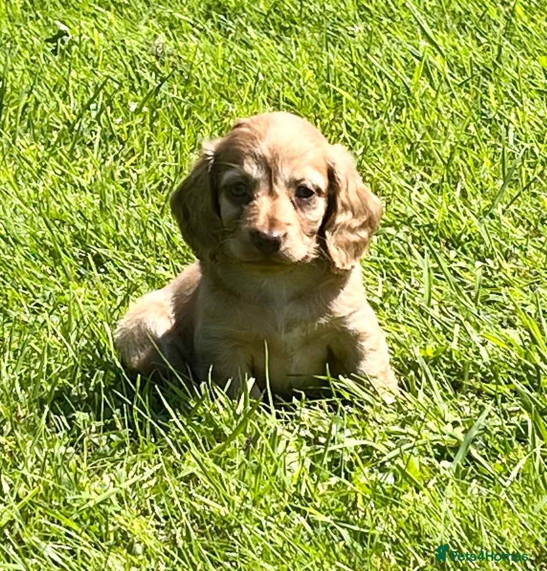 Miniature Dachshund dogs for sale: Beautiful long haired miniature dachshund puppies  - Image 13
