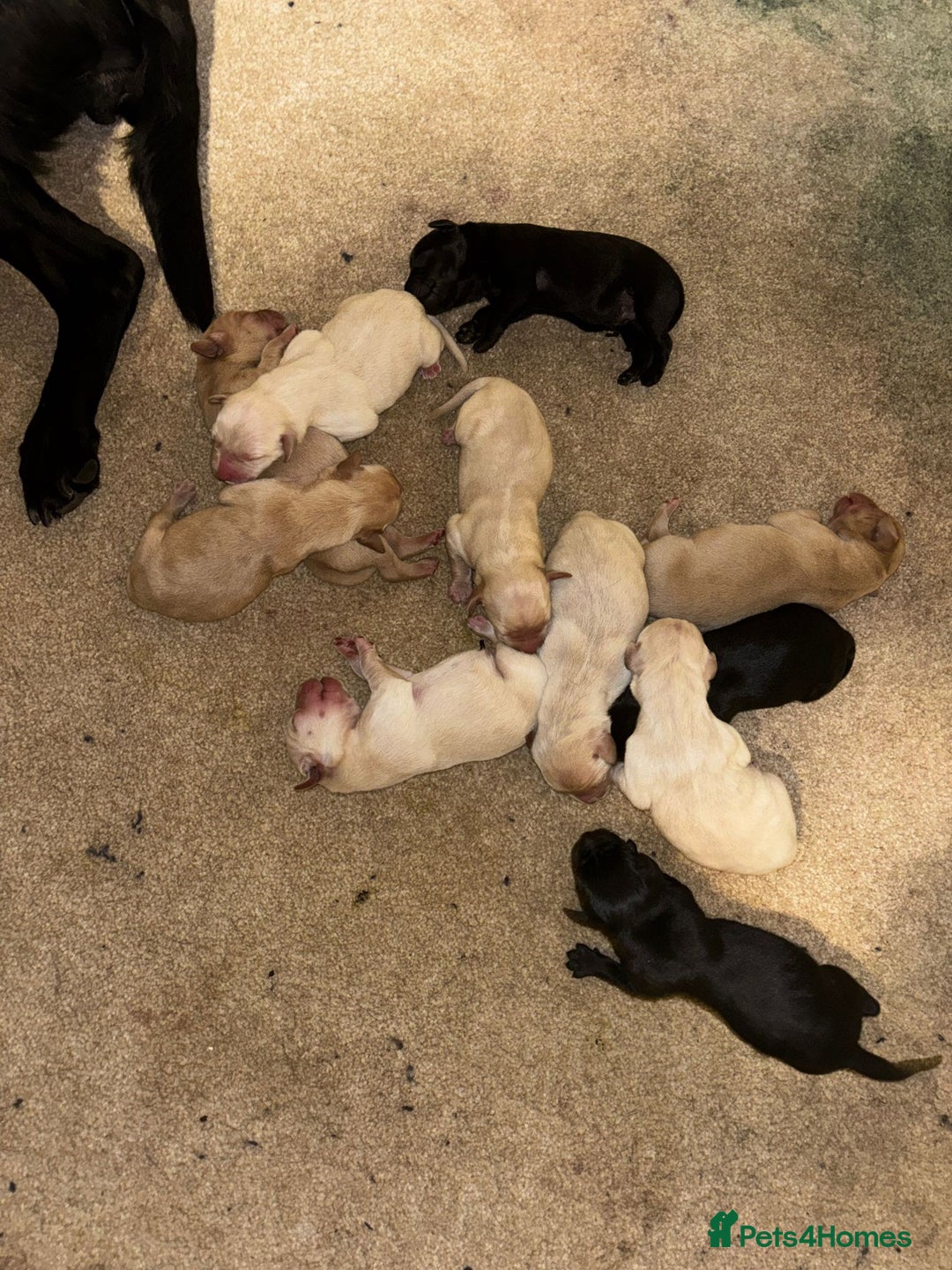 Labrador Retriever dogs for sale: Beautiful Labrador Puppies - Advert 2