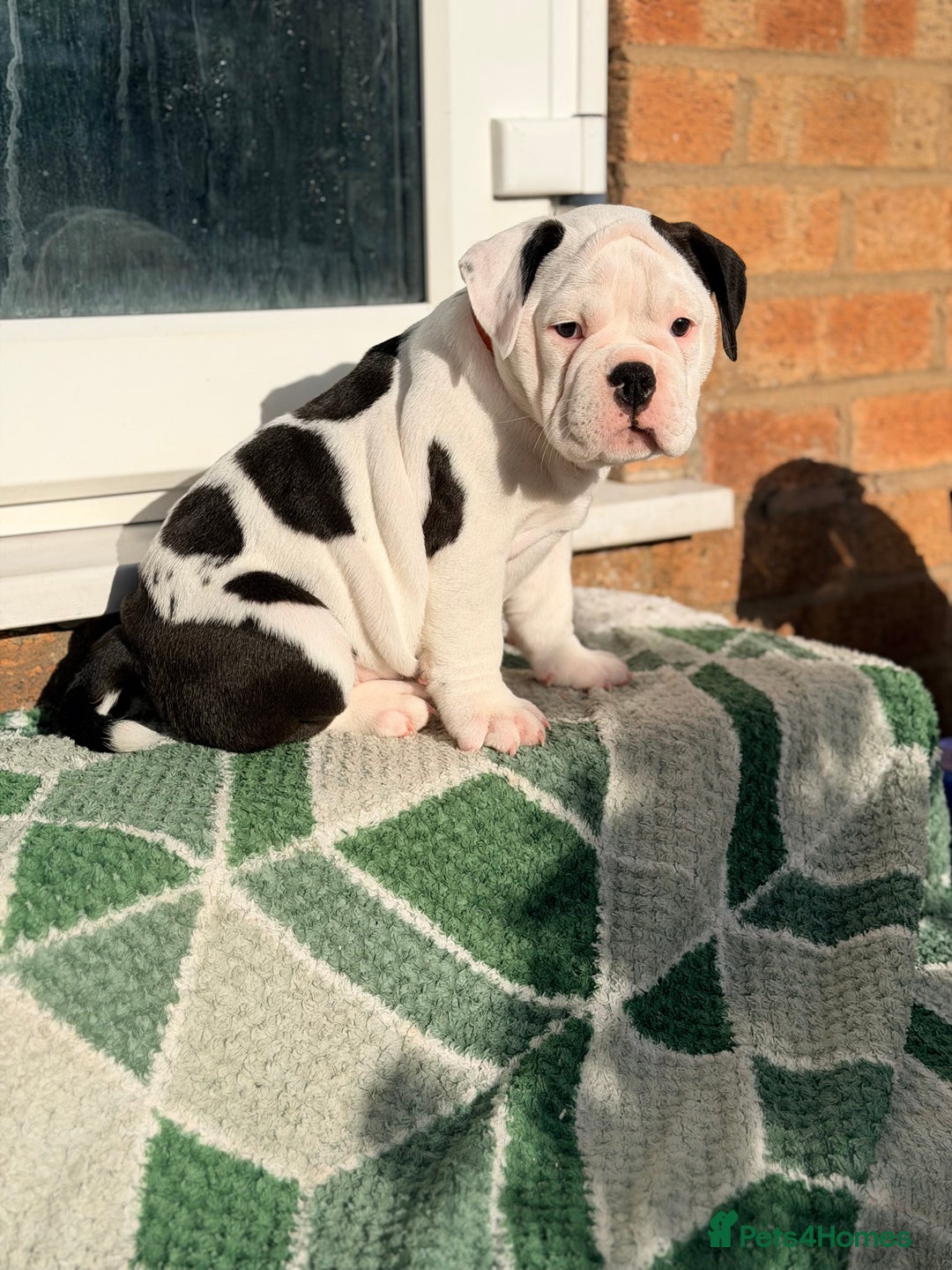 Old Tyme Bulldog dogs for sale: 🩷🩷Old Tyme Bulldog Puppies🩷🩷 - Image 8