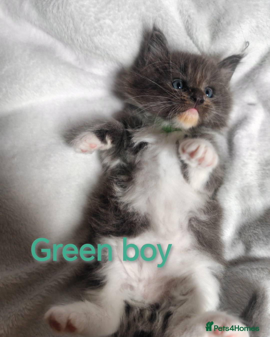 Ragcoon cats for sale: Amazing ragcoon kittens looking for lovely home  - Image 6