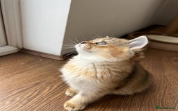 Scottish Fold cats for sale: ✨ Gorgeous Playful Kittens Ready Now ✨ - Image 6