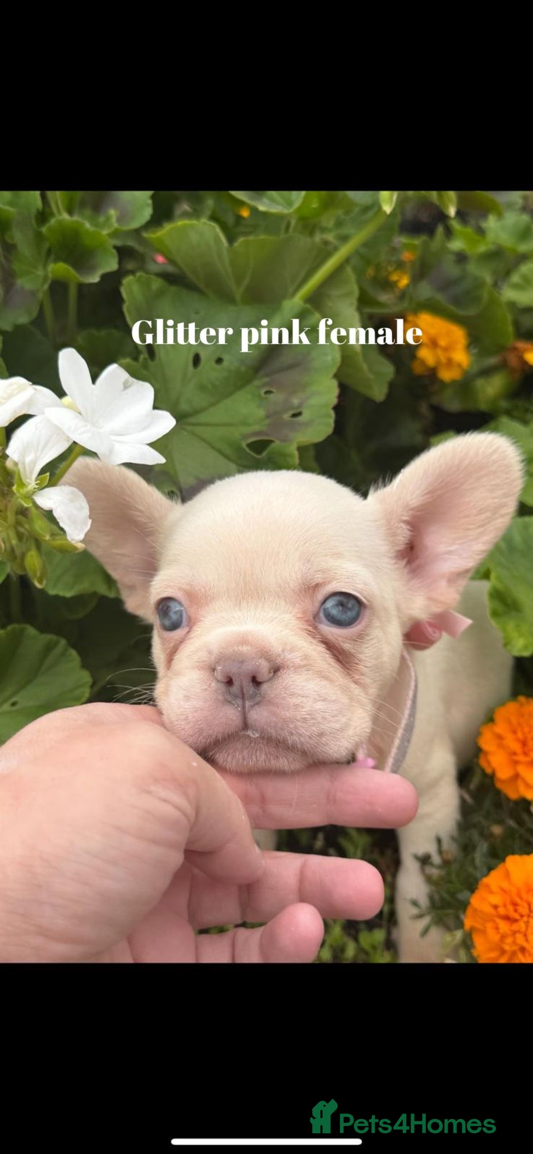 French Bulldog dogs for sale: Beautiful fluffy/ fluffy carrier Frenchie pups  - Image 2