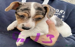 Jack Russell dogs for sale: Jack Russel Puppies - Image 5