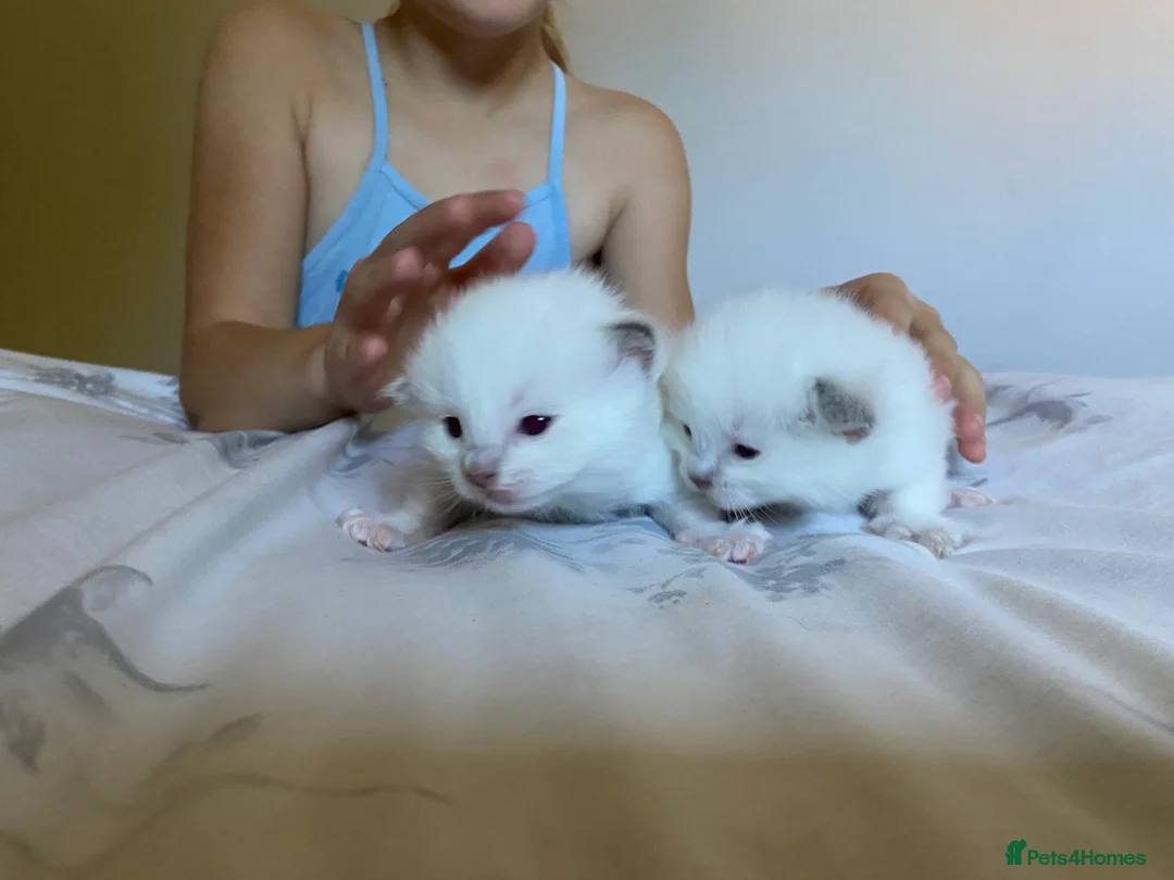 Ragdoll cats for stud: Gorgeous GGCF/TICA chocolate  mitted ragdoll in Norwich - Advert 8