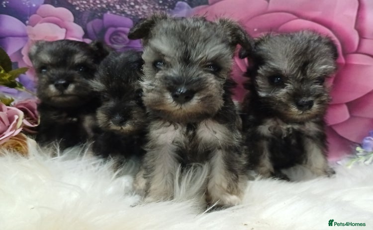Miniature Schnauzer dogs - Advert 2