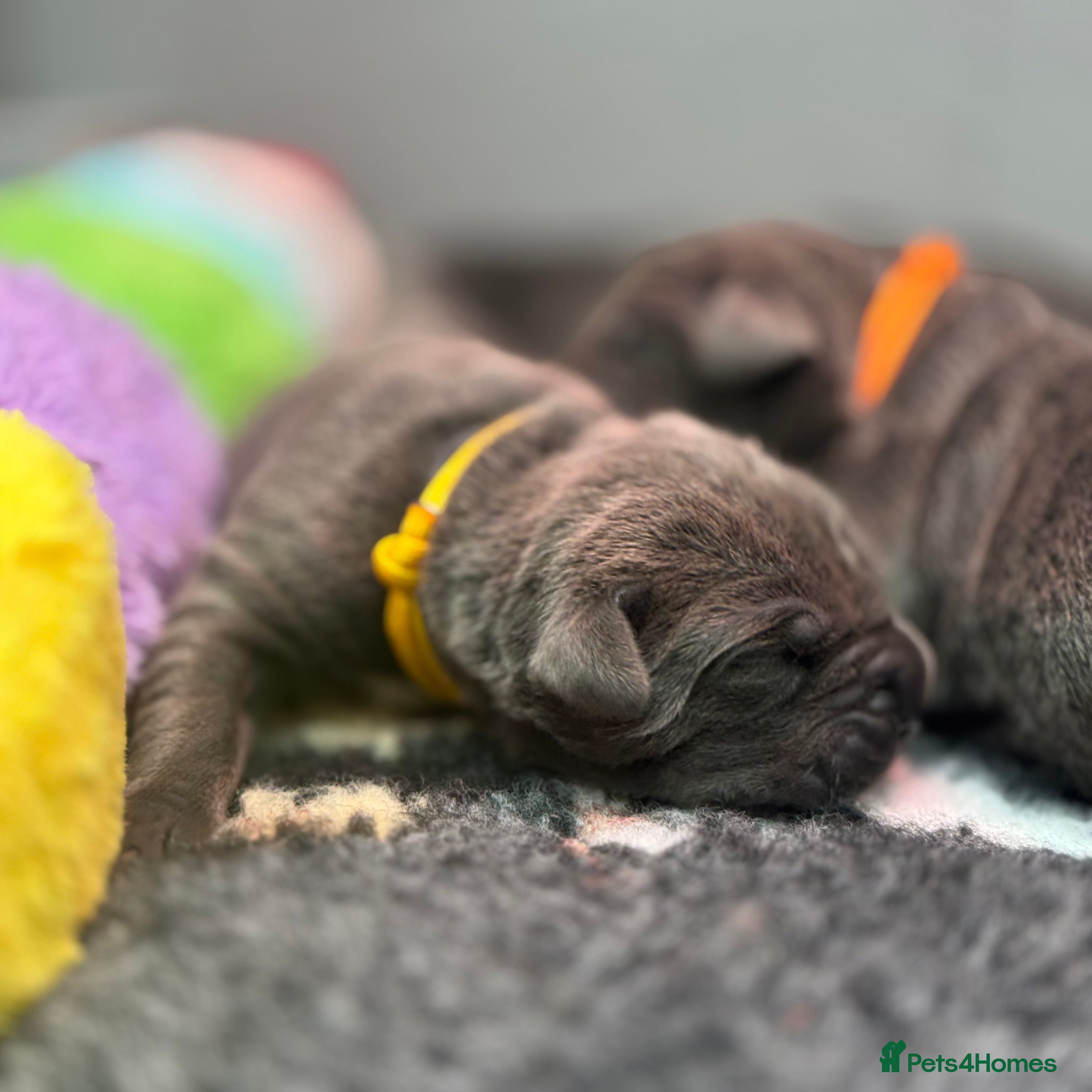 Cane Corso dogs 🐾 PatoSquad Cane Corso – Premium Litter 🐾 - Advert 2