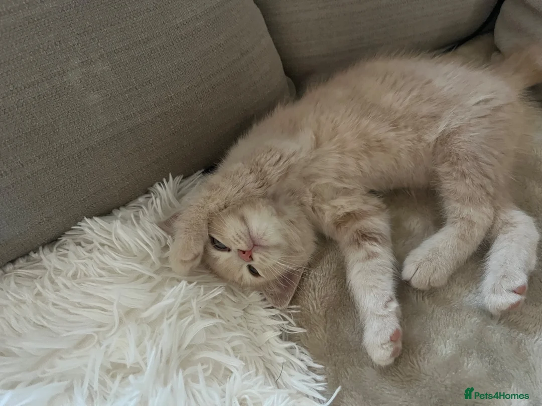 Mixed Breed cats for sale: Kitten for sale ♥️ in Bootle - Advert 4