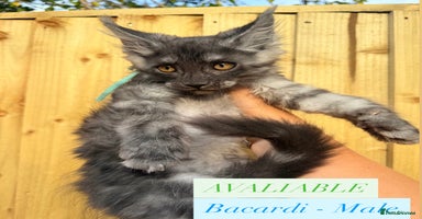Maine Coon cats - Advert 4