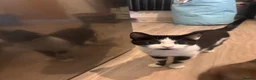 Mixed Breed cats for sale: Beautiful black white girl - Advert 3