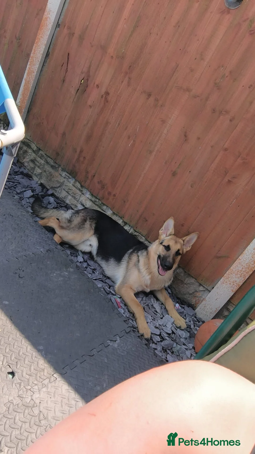 Mixed Breed dogs for sale: Belgian malinios x german shepherd  in Rotherham - Advert 2