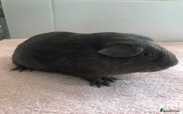 Guinea Pig rodents for sale: Tweedy boar and Lemon Rex Sow - Image 5
